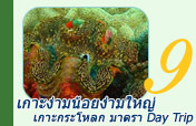 เกาะง่ามเกาะกระโหลกเกาะมาตราไปเช้าเย็นกลับ