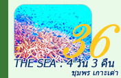 The Sea : 4 วัน 3 คืน ชุมพร + เกาะเต่า