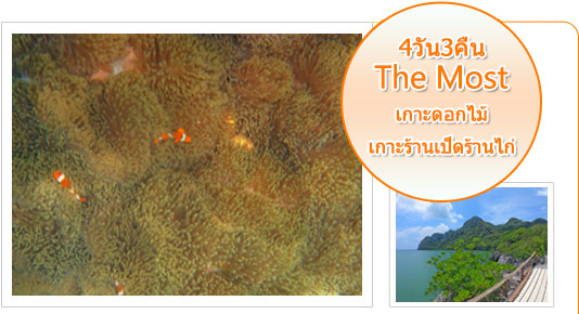4วัน3คืนThe Most เกาะดอกไม้เกาะร้านเป็ดร้านไก่